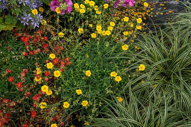 byliny-i-trawy_helianthemum_75448_6.jpg