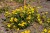byliny-i-trawy_helianthemum_75448_5.jpg