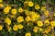 byliny-i-trawy_helianthemum_75448_4.jpg