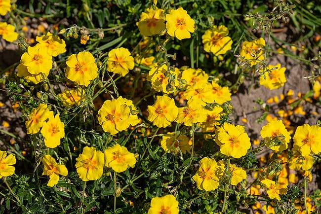 byliny-i-trawy_helianthemum_75448_4.jpg