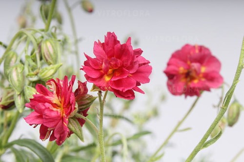byliny-i-trawy_helianthemum_74496_3.jpg