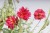 byliny-i-trawy_helianthemum_74496_3.jpg