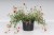 byliny-i-trawy_helianthemum_74496_2.jpg