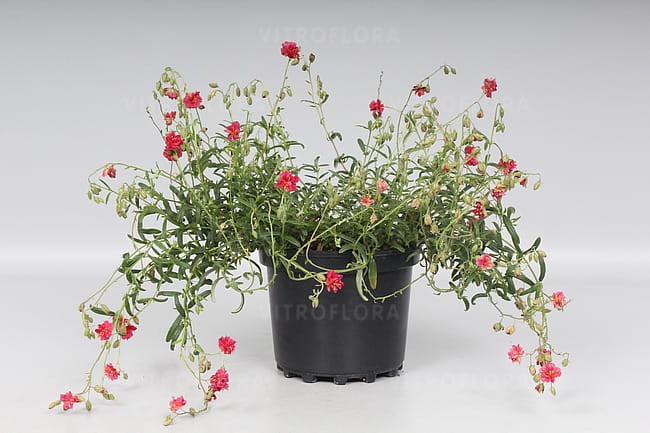 byliny-i-trawy_helianthemum_74496_2.jpg