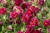 byliny-i-trawy_helianthemum_74496_6.jpg