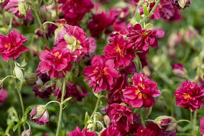 byliny-i-trawy_helianthemum_74496_6.jpg