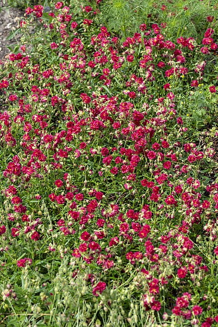 byliny-i-trawy_helianthemum_74496_5.jpg