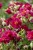 byliny-i-trawy_helianthemum_74496_4.jpg
