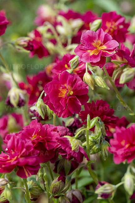 byliny-i-trawy_helianthemum_74496_4.jpg