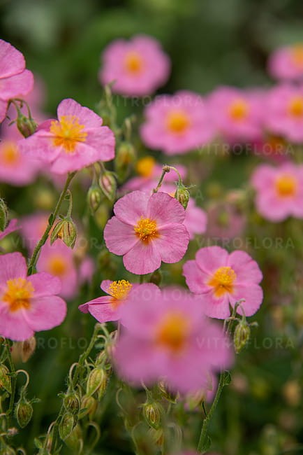 byliny-i-trawy_helianthemum_75449_2.jpg