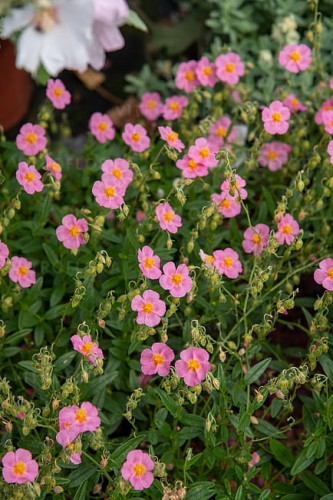 byliny-i-trawy_helianthemum_75449_4.jpg