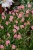 byliny-i-trawy_helianthemum_75449_4.jpg
