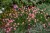byliny-i-trawy_helianthemum_75449_3.jpg