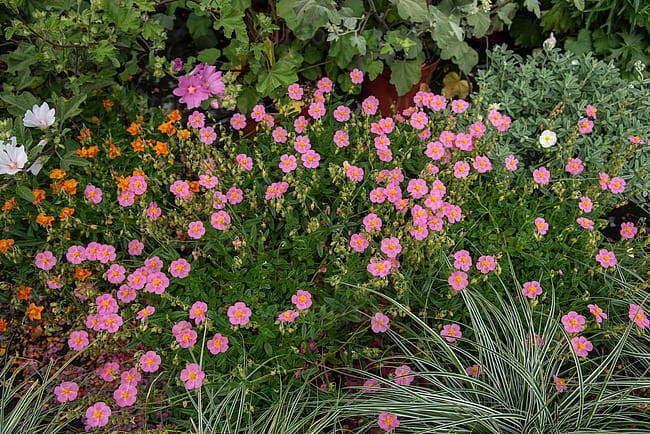 byliny-i-trawy_helianthemum_75449_3.jpg