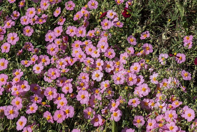 byliny-i-trawy_helianthemum_75449_9.jpg