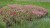 byliny-i-trawy_helianthemum_75449_8.jpg