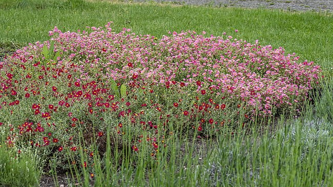 byliny-i-trawy_helianthemum_75449_8.jpg