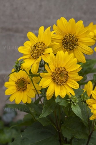 helianthus-flying-saucers_74267_2.jpg
