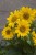 helianthus-flying-saucers_74267_2.jpg