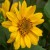 helianthus-flying-saucers_74267_1.jpg