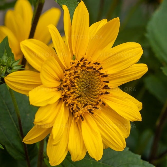 helianthus-flying-saucers_74267_1.jpg