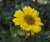helianthus-flying-saucers_3.jpg
