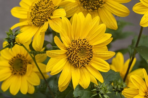 helianthus-flying-saucers_4.jpg
