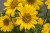helianthus-flying-saucers_4.jpg
