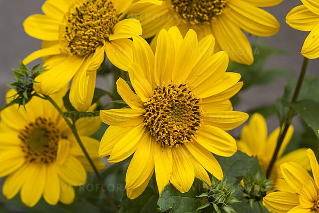 helianthus-flying-saucers_4.jpg