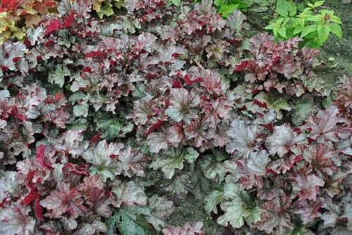 heuchera-rex-purple_5.jpg