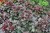 heuchera-rex-purple_5.jpg