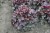 heuchera-rex-purple_4.jpg