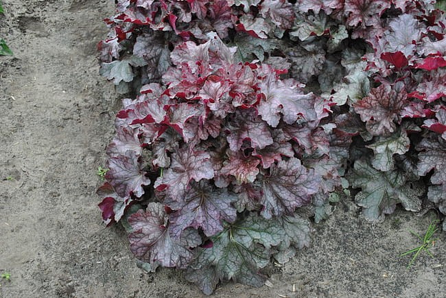 heuchera-rex-purple_4.jpg