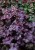 heuchera-rex-purple_73068_3.jpg