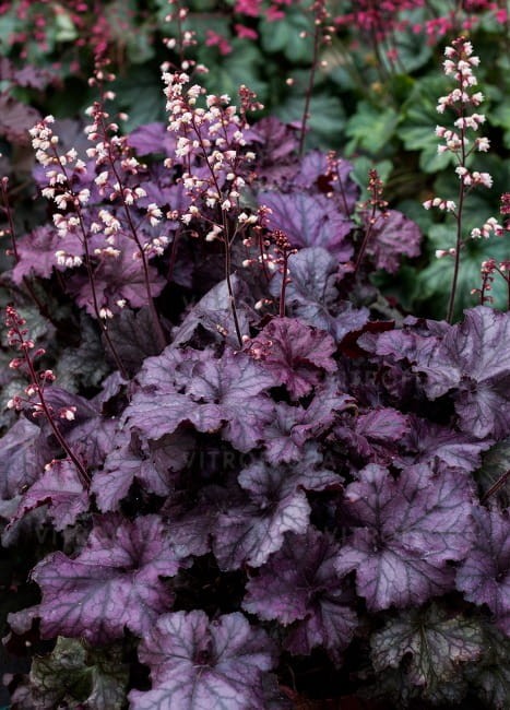 heuchera-rex-purple_73068_3.jpg