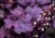 heuchera-rex-purple_73068_2.jpg