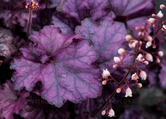 heuchera-rex-purple_73068_2.jpg