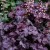 heuchera-rex-purple_73068_1.jpg