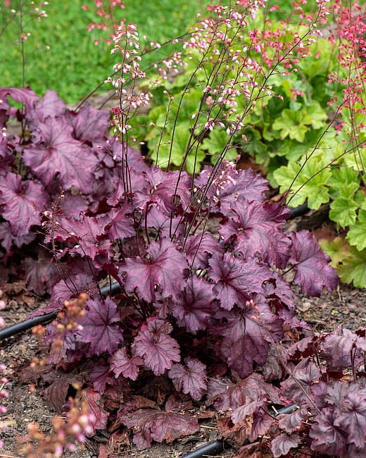heuchera-rex-purple_1.jpg