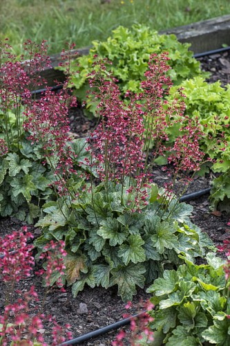 heuchera-rex-peppermint_13 (1).jpg
