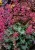 heuchera-rex-peppermint_73069_3.jpg