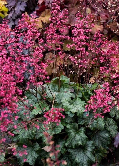 heuchera-rex-peppermint_73069_3.jpg