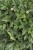 heuchera-rex-peppermint_12.jpg