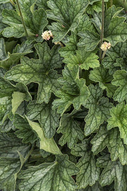 heuchera-rex-peppermint_12.jpg
