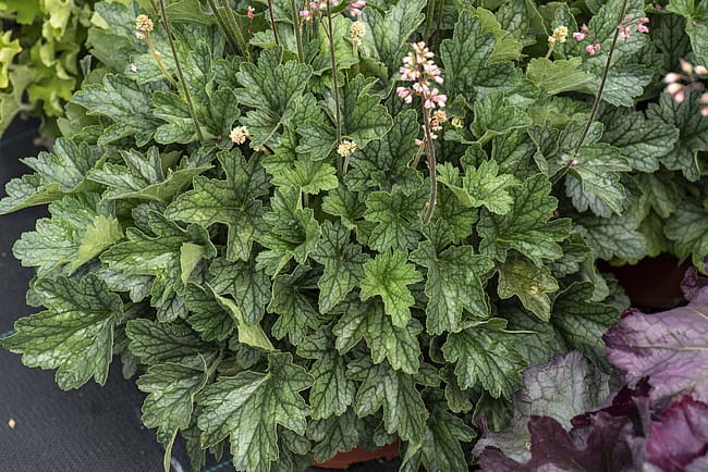 heuchera-rex-peppermint_11.jpg
