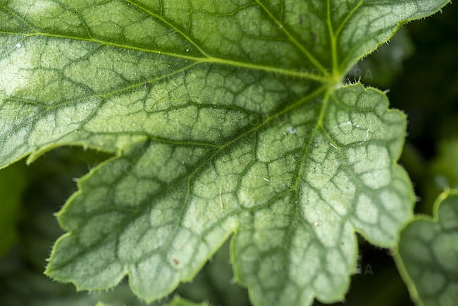 heuchera-rex-peppermint_9.jpg