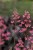 heuchera-rex-peppermint_8.jpg