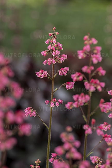 heuchera-rex-peppermint_8.jpg
