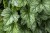 heuchera-rex-peppermint_7.jpg