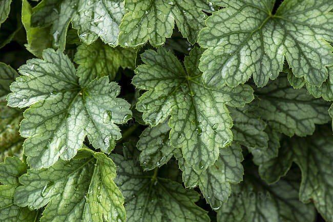 heuchera-rex-peppermint_7.jpg